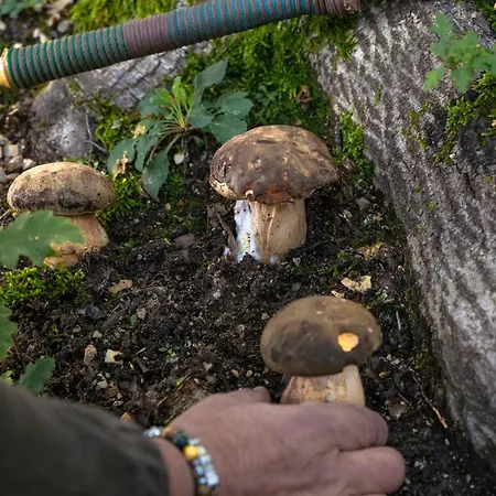 Il Moro Sulla Via Del Ponte Vendégház 3*