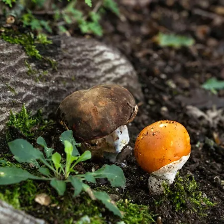 Il Moro Sulla Via Del Ponte Pensionat