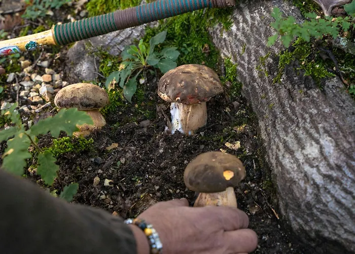 Il Moro Sulla Via Del Ponte Pensjonat 3*