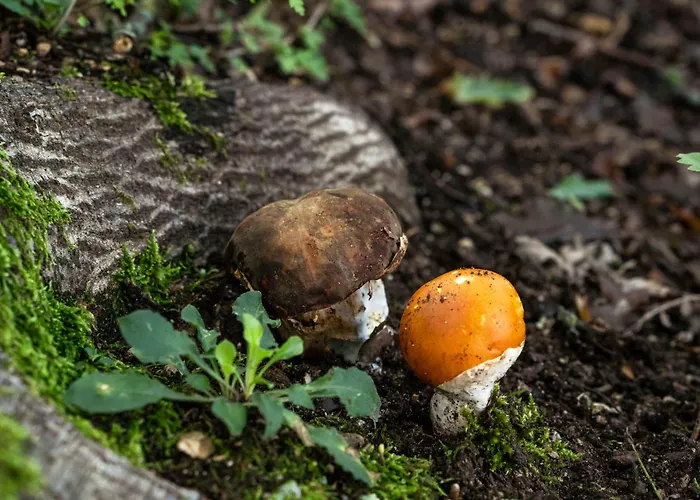 Il Moro Sulla Via Del Ponte Pensjonat